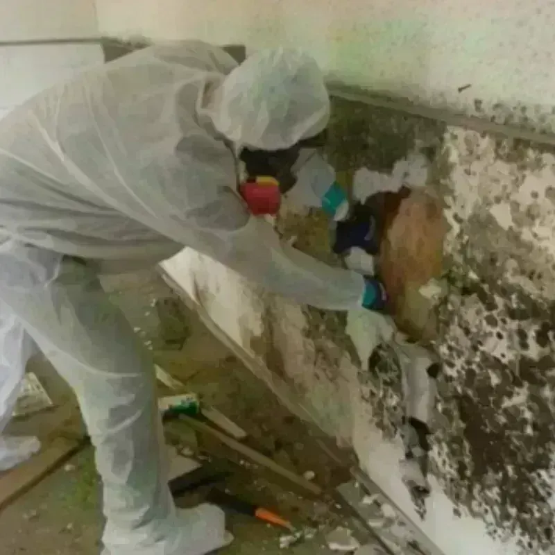 Mold Remediation and Removal in Pecan Plantation, TX